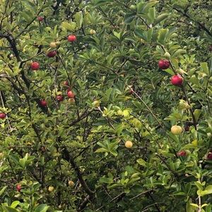 Meet your Posher, Isamari